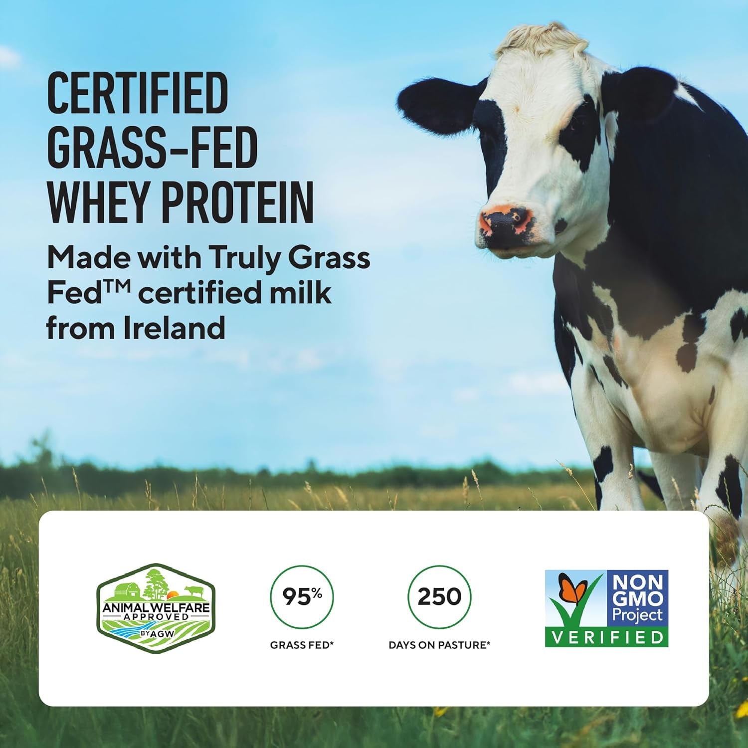 Indulge in Premium Whey+ Protein Isolate from Grass Fed Cows - Rich Chocolate Flavor, 60 Servings of Low-Calorie, Non-GMO, Sugar-Free, Lactose & Gluten-Free All-Natural Protein Powder